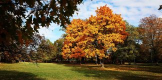 Jesień w Piasecznie 2025