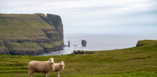 Wyspy Owcze Faroe Islands królestwo ptaków, owiec i wiatru