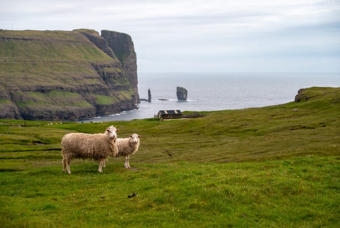 Wyspy Owcze Faroe Islands królestwo ptaków, owiec i wiatru