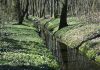 Użytek ekologiczny Adamów-Zalesie