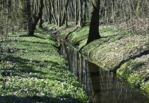 Użytek ekologiczny Adamów-Zalesie
