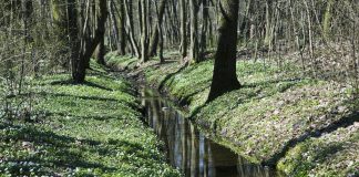 Użytek ekologiczny Adamów-Zalesie