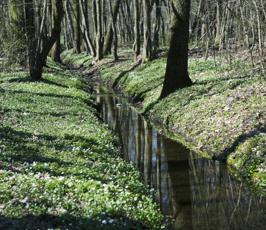 Użytek ekologiczny Adamów-Zalesie