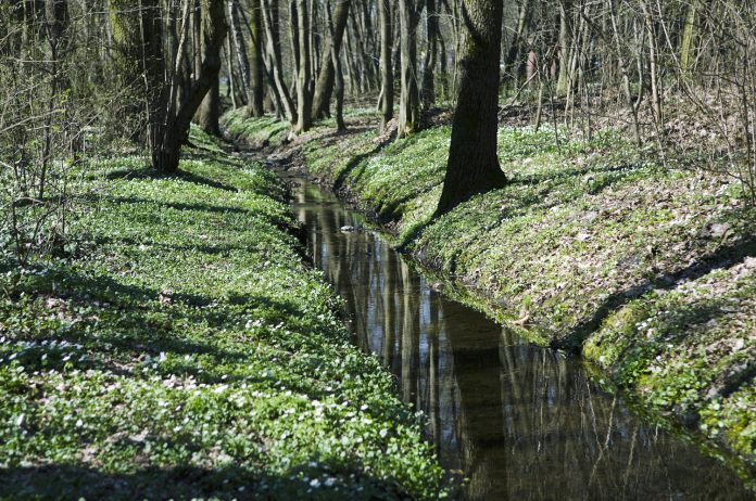 Użytek ekologiczny Adamów-Zalesie