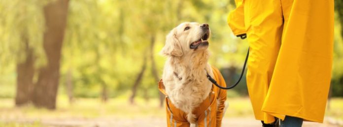 Komunikacja z psem na spacerze Komunikacja z psem na spacerze