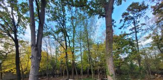 Park przy ul. Poniatowskiego w Piasecznie