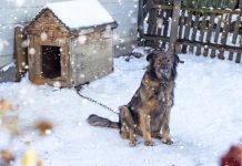 pies przed budą, zima