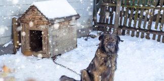 pies przed budą, zima