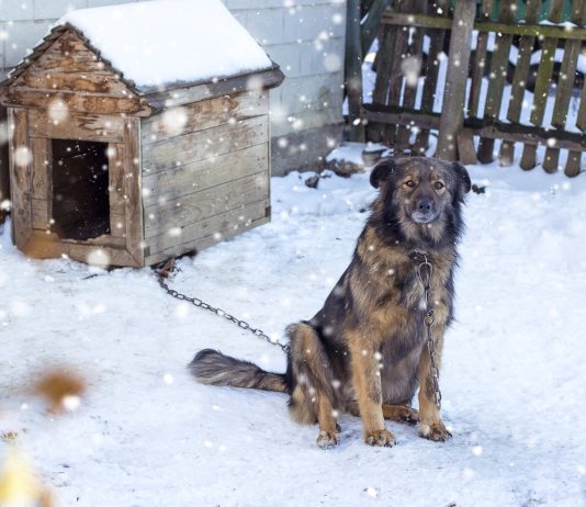 pies przed budą, zima