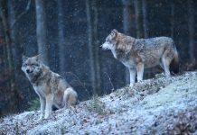 2 wilki w zimowym lesie