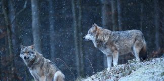 2 wilki w zimowym lesie