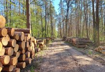 leśna droga ze ściętymi pniami drzew
