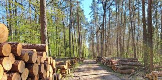 leśna droga ze ściętymi pniami drzew