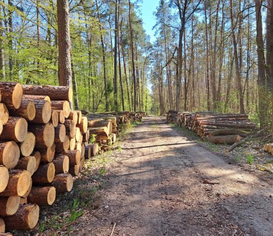 leśna droga ze ściętymi pniami drzew