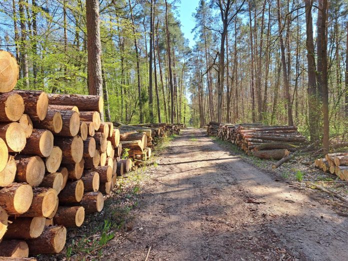 leśna droga ze ściętymi pniami drzew