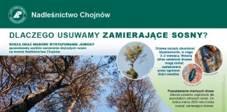 Zamieranie sosen w Nadleśnictwie Chojnów