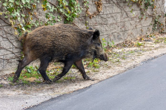 Obecność dzików na terenach zabudowanych dzik