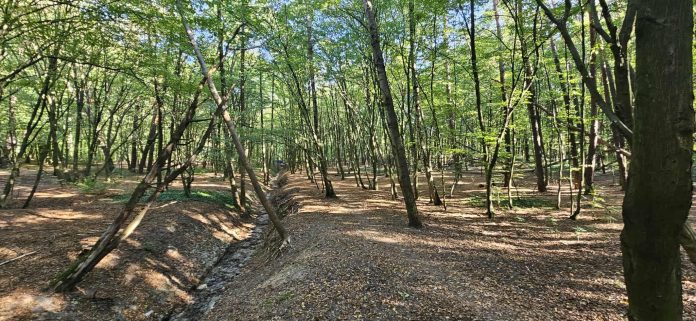 Prace na terenie użytku ekologicznego Adamów-Zalesie