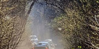 droga leśna i samochody