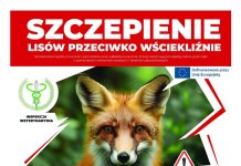Szczepienie lisów przeciwko wściekliźnie wrzesień 2026 Szczepienie lisów przeciwko wściekliźnie wrzesień 2026