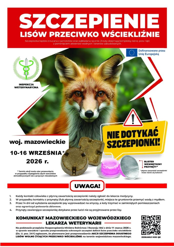 Szczepienie lisów przeciwko wściekliźnie wrzesień 2026 Szczepienie lisów przeciwko wściekliźnie wrzesień 2026