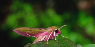 Kolorowy świat nocnych motyli. Gryzun (nastrosz) polpawik (smerinthus ocellatus)