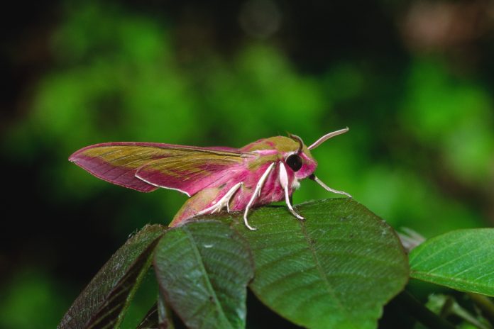 Kolorowy świat nocnych motyli. Gryzun (nastrosz) polpawik (smerinthus ocellatus) Kolorowy świat nocnych motyli. Gryzun (nastrosz) polpawik (smerinthus ocellatus)